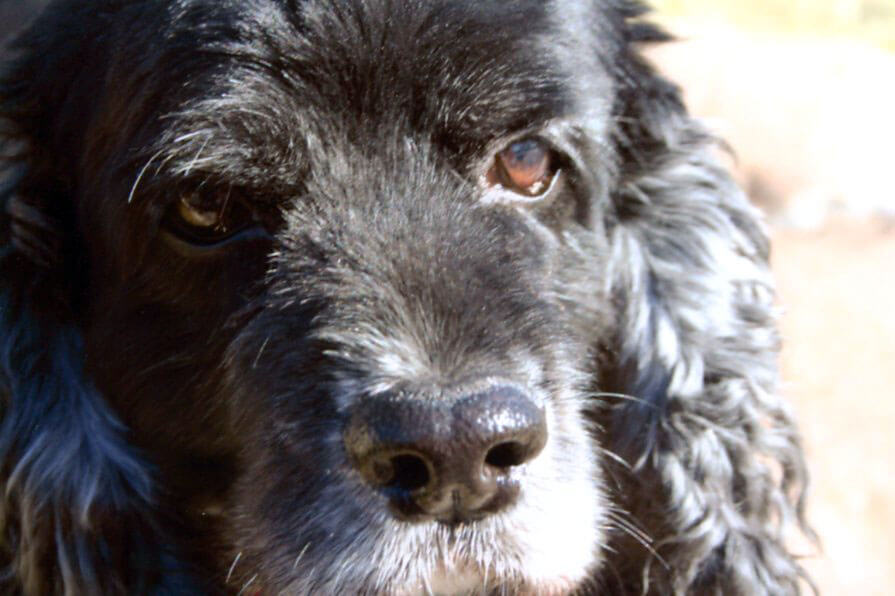 A pet being cared for by A Walk in the Park Pet Care