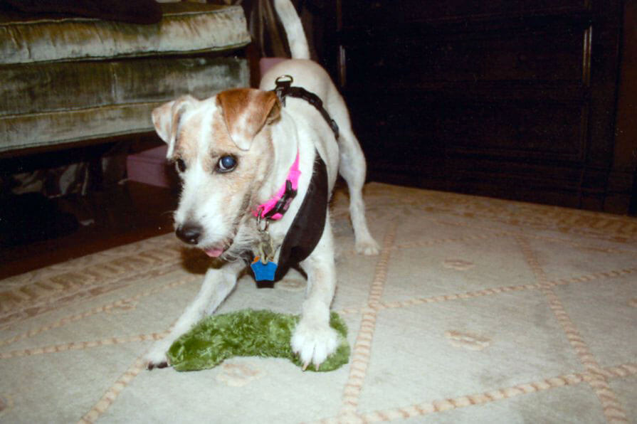 A pet being cared for by A Walk in the Park Pet Care