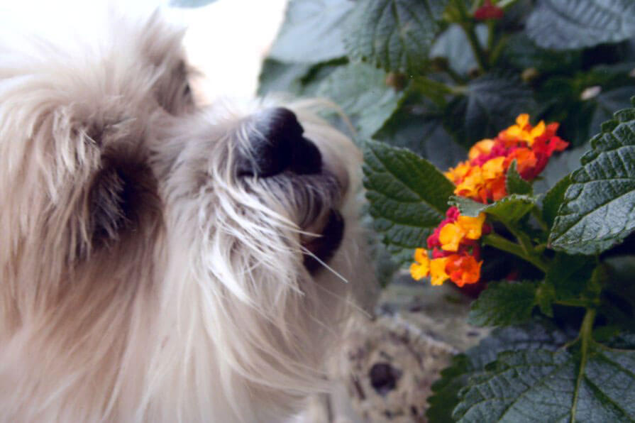 A pet being cared for by A Walk in the Park Pet Care
