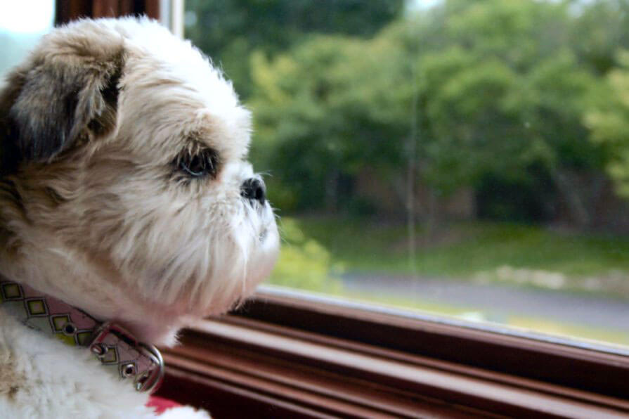 A pet being cared for by A Walk in the Park Pet Care