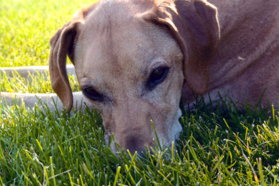 A pet being cared for by A Walk in the Park Pet Care