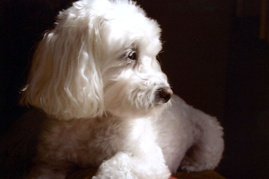 A pet being cared for by A Walk in the Park Pet Care