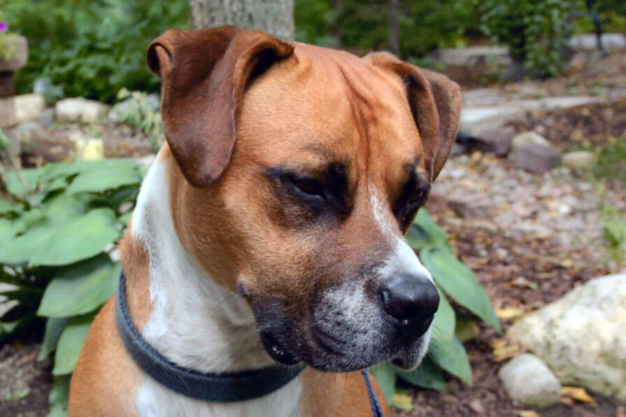 A pet being cared for by A Walk in the Park Pet Care