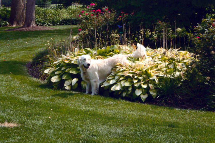 Dog in the hostas with A Walk in the Park Pet Care