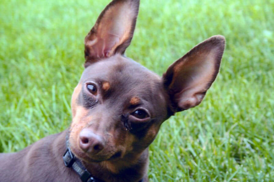 A pet being cared for by A Walk in the Park Pet Care