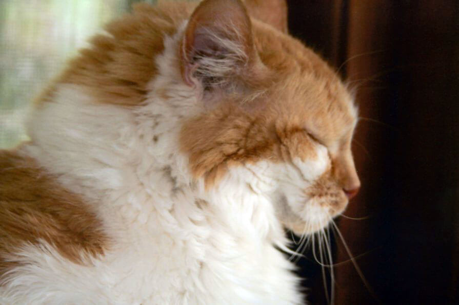 A pet being cared for by A Walk in the Park Pet Care