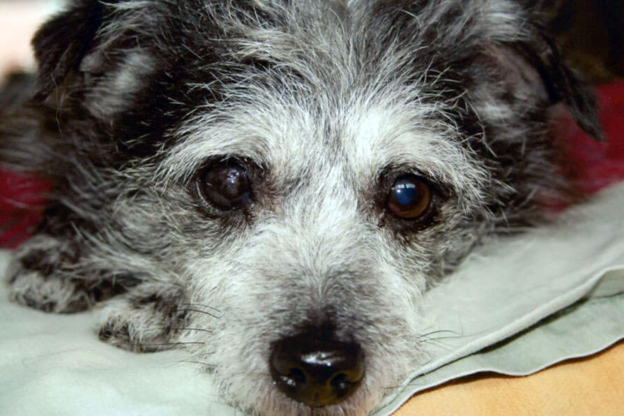 A pet being cared for by A Walk in the Park Pet Care