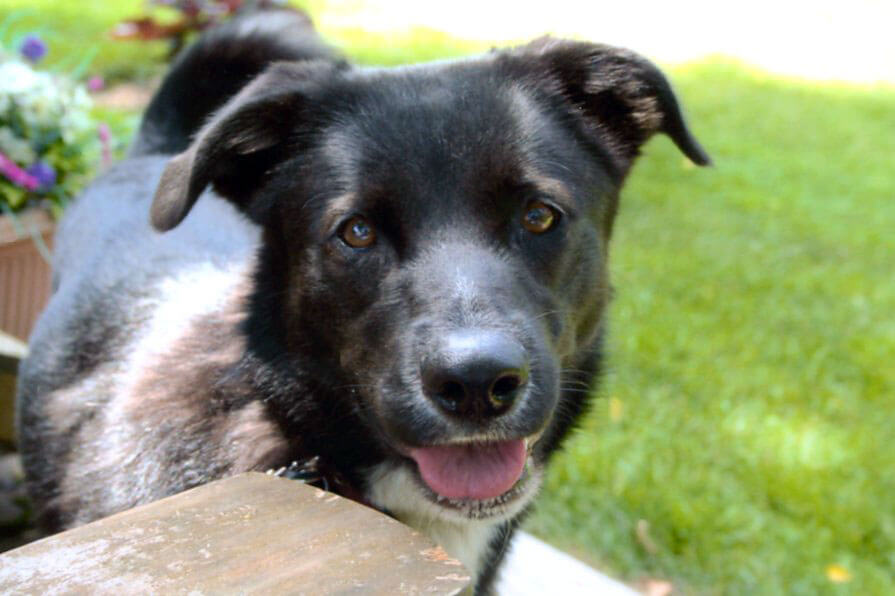 A pet being cared for by A Walk in the Park Pet Care