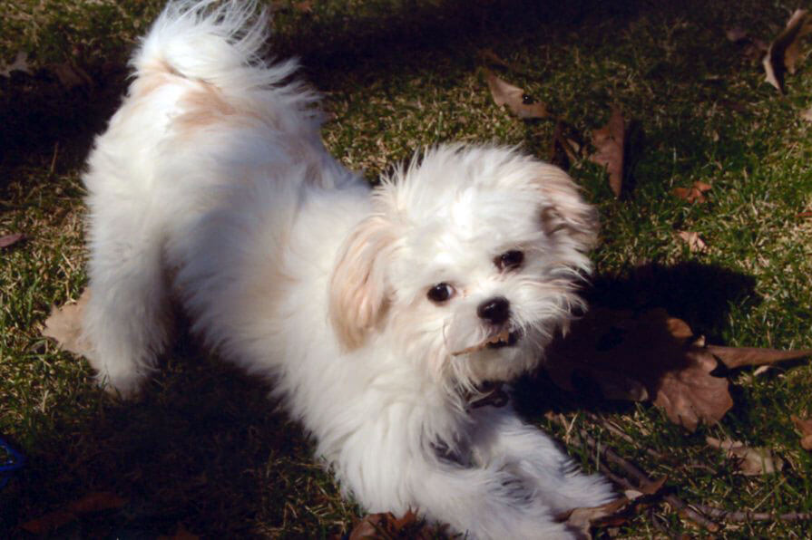 A pet being cared for by A Walk in the Park Pet Care