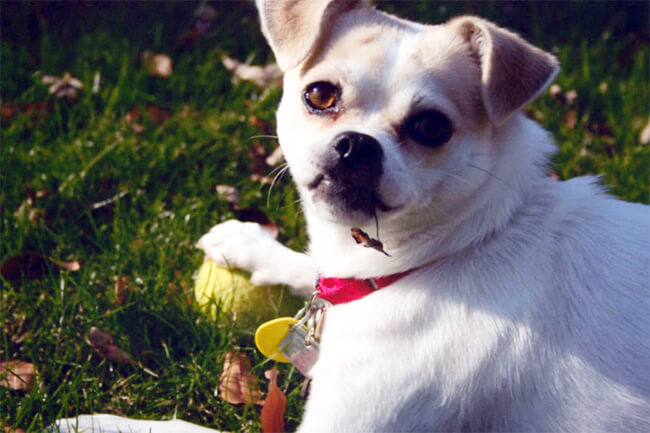 A pet being cared for by A Walk in the Park Pet Care