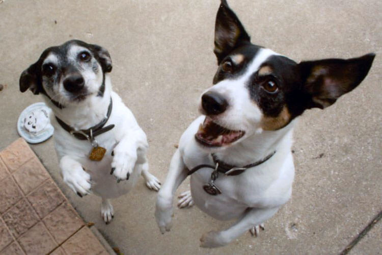 A pet being cared for by A Walk in the Park Pet Care