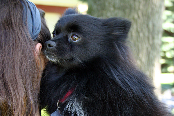 A pet being cared for by A Walk in the Park Pet Care