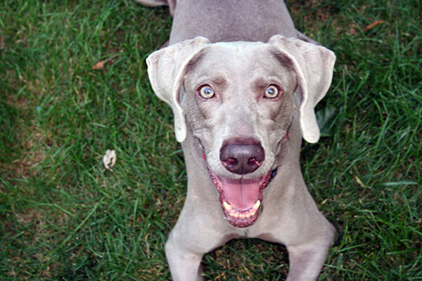 A pet being cared for by A Walk in the Park Pet Care