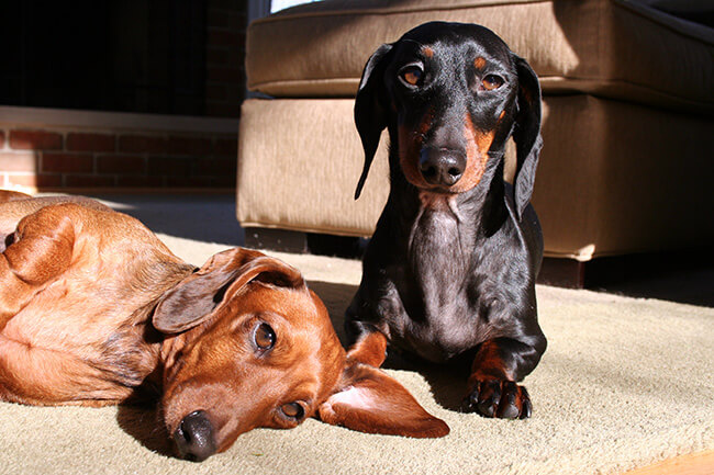 Sleeping and standing dogs ready for a walk with A Walk in the Park Pet Care