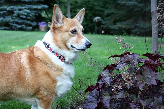 Dog looking at A Walk in the Park Pet Care