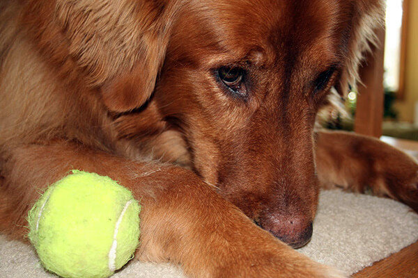 Dog with tennis ball and A Walk in the Park Pet Care