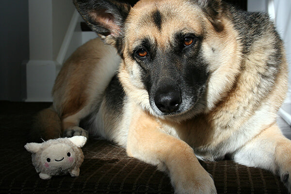 German Shepherd looking at camera