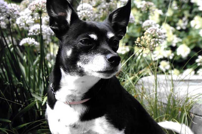 Dog looing off to the right at A Walk in the Park Pet Care