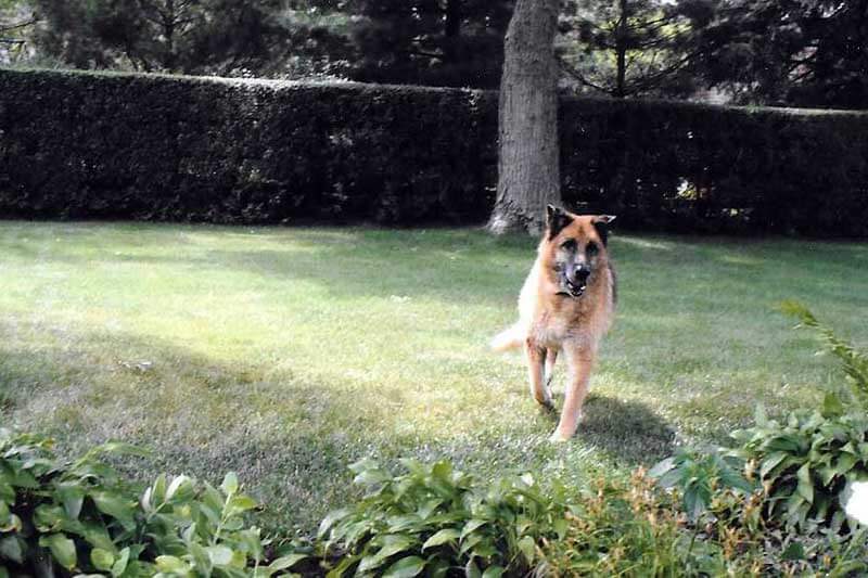 A pet being cared for by A Walk in the Park Pet Care