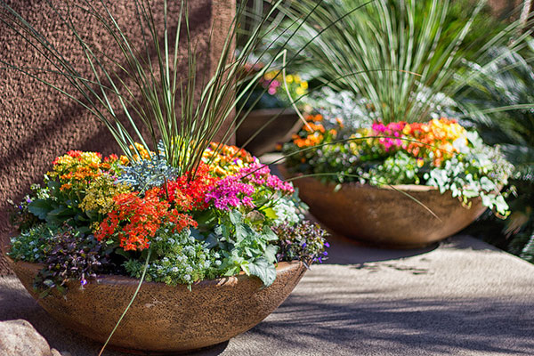 Patio plants watered by A Walk in the Park Pet Care