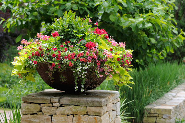 A large outdoor potted plant cared for by A Walk in the Park Pet Care