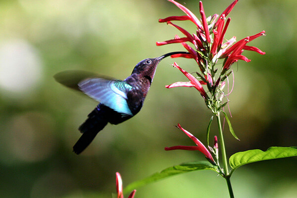 Hummingbirds appreciate A Walk in the Park Pet Care